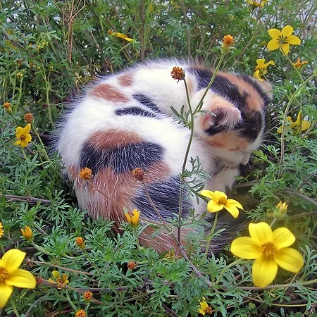 Kollerhof Апартаменты Шланитцен