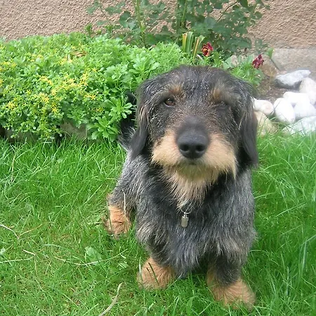 Kollerhof Schlanitzen